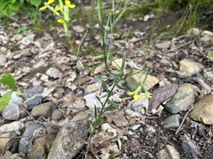 Erysimum crepidifolium, photograph (c) Pavel Kacl, some rights reserved (CC BY)