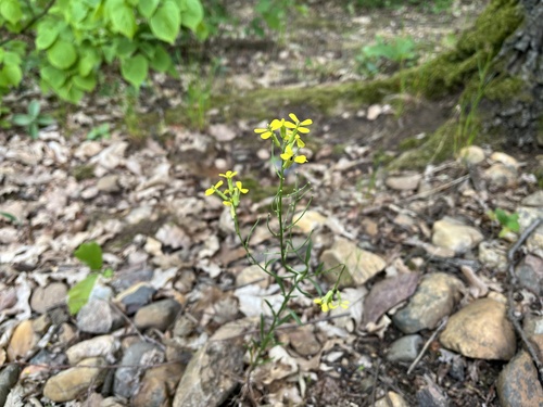 Erysimum crepidifolium