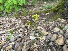 Erysimum crepidifolium