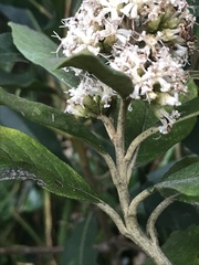 Critoniopsis bogotana