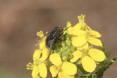 Calliphora