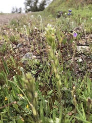 Castilleja attenuata