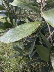 Critoniopsis bogotana