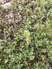 Castilleja attenuata
