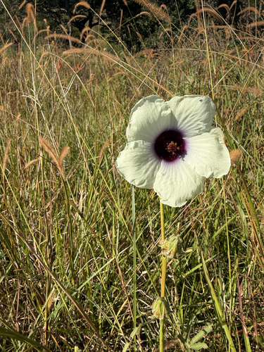 Hibiscus cannabinus iNat (3)