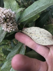 Critoniopsis bogotana