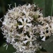 Critoniopsis bogotana - Photo (c) Nicolás Baresch Uribe, alguns direitos reservados (CC BY-NC), enviado por Nicolás Baresch Uribe