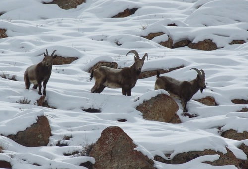 Siberian Ibex