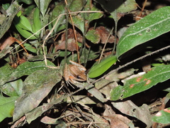 Indosylvirana nicobariensis