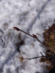 Tilia americana americana