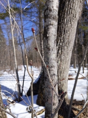 Tilia americana americana
