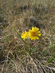 Tephroseris integrifolia atropurpurea
