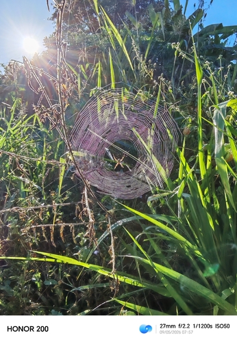Silver Garden Orbweaver