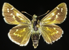 Hesperia assiniboia