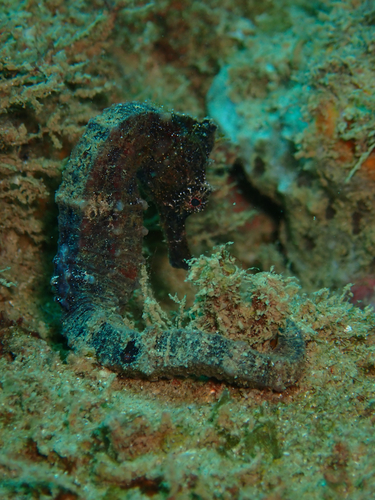 Hippocampus ingens