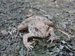 Fejervarya cancrivora