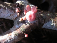 Mycena roseoflava