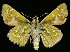 Hesperia assiniboia