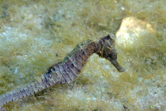 Lined Seahorse photo 3