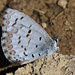 Celastrina ladon - Photo 由 Tom Fishburn 所上傳的 (c) Tom Fishburn，保留部份權利CC BY-NC