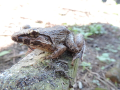 Limnonectes paramacrodon