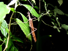 Pseudophasma unicolor