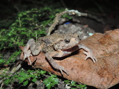 Ingerophrynus biporcatus