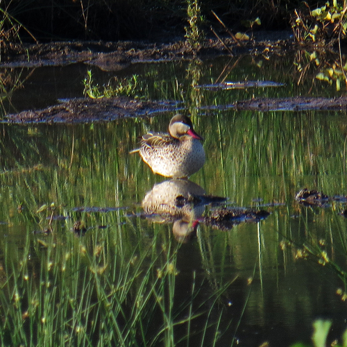 iNaturalist: (c) Deon van der Hoven, some rights reserved (CC BY-NC), uploaded by Deon van der Hoven iNaturalist image