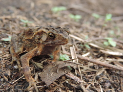 Ingerophrynus quadriporcatus