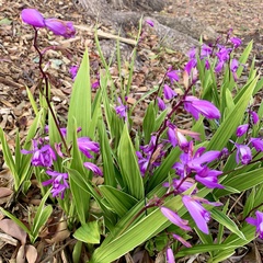 Bletilla