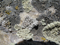 Lecanora gangaleoides