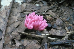 Clavaria schaefferi