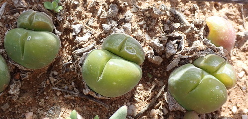 Gibbaeum nuciforme