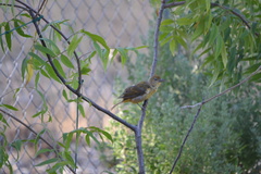 Piranga rubra