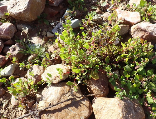 Tetragonia echinata, photograph 5