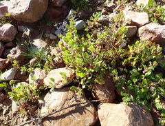 Tetragonia echinata, photograph (c) Nicola van Berkel, some rights reserved (CC BY-SA)