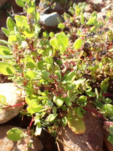 Tetragonia echinata, photograph 4