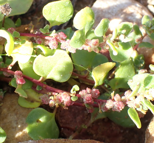 Tetragonia echinata, photograph 3