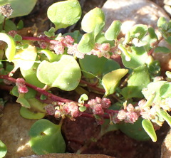 Tetragonia echinata, photograph (c) Nicola van Berkel, some rights reserved (CC BY-SA)