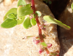 Tetragonia echinata, photograph (c) Nicola van Berkel, some rights reserved (CC BY-SA)