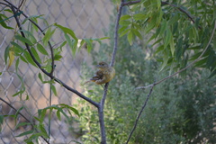 Piranga rubra