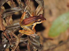 Polypedates macrotis