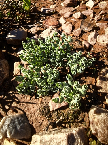 Albuca concordiana