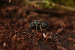 Lasioglossum coeruleum
