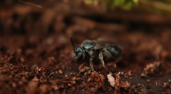 Lasioglossum coeruleum