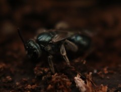 Lasioglossum coeruleum
