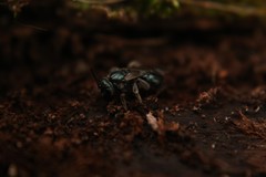 Lasioglossum coeruleum