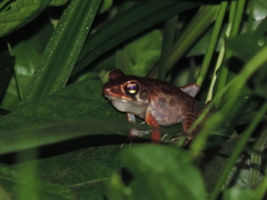 Pulchrana baramica