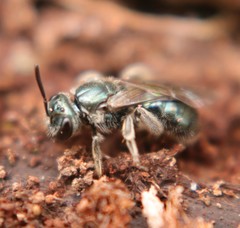 Lasioglossum coeruleum