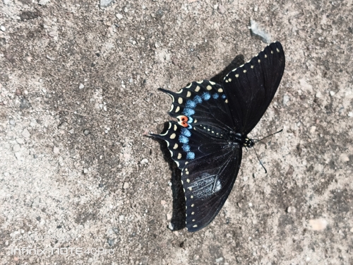Eastern Black Swallowtail